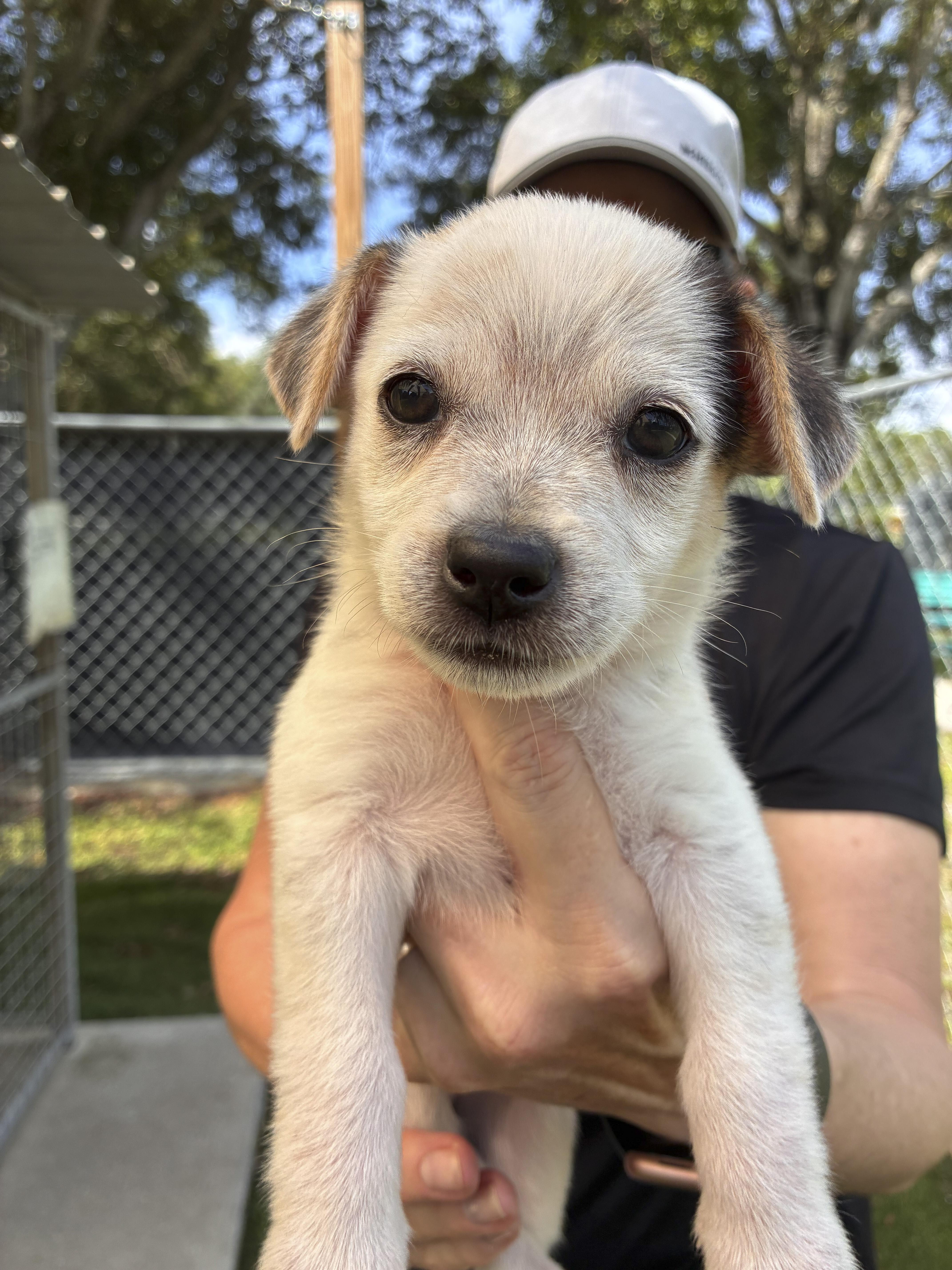 A baby small-sized female White / Cream Mixed Breed dog named Juni for adoption in Ruskin, FL