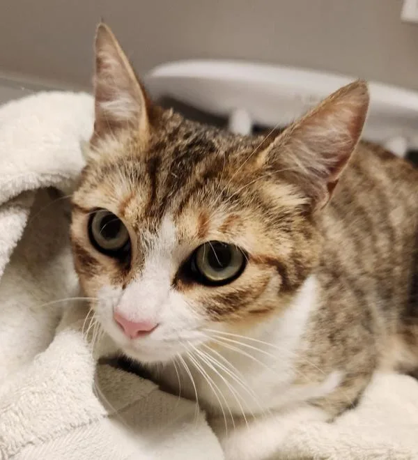 An adult small-sized female Domestic Short Hair cat named Mabel for adoption in Dublin, CA