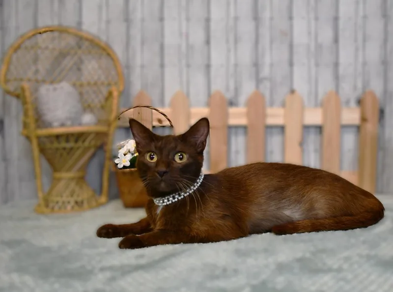 A young medium-sized female Domestic Short Hair cat named Maple for adoption in Roanoke, TX
