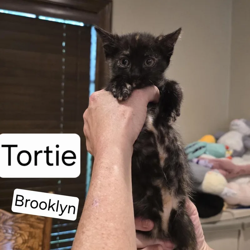A baby small-sized female Tortoiseshell Domestic Short Hair cat named Brooklyn for adoption in Baytown, TX