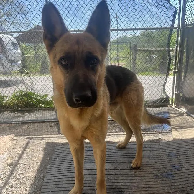 An adult large-sized male Black German Shepherd Dog dog named Marlin for adoption in New Ringgold, PA