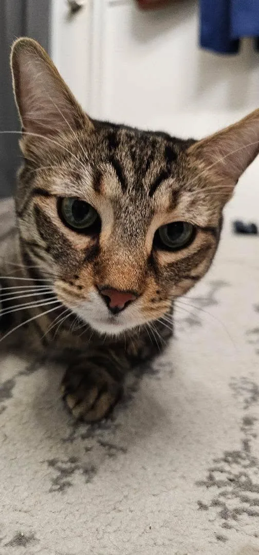 An adult medium-sized male Tabby (Brown / Chocolate) Domestic Short Hair cat named Lobo for adoption in Pearland, TX