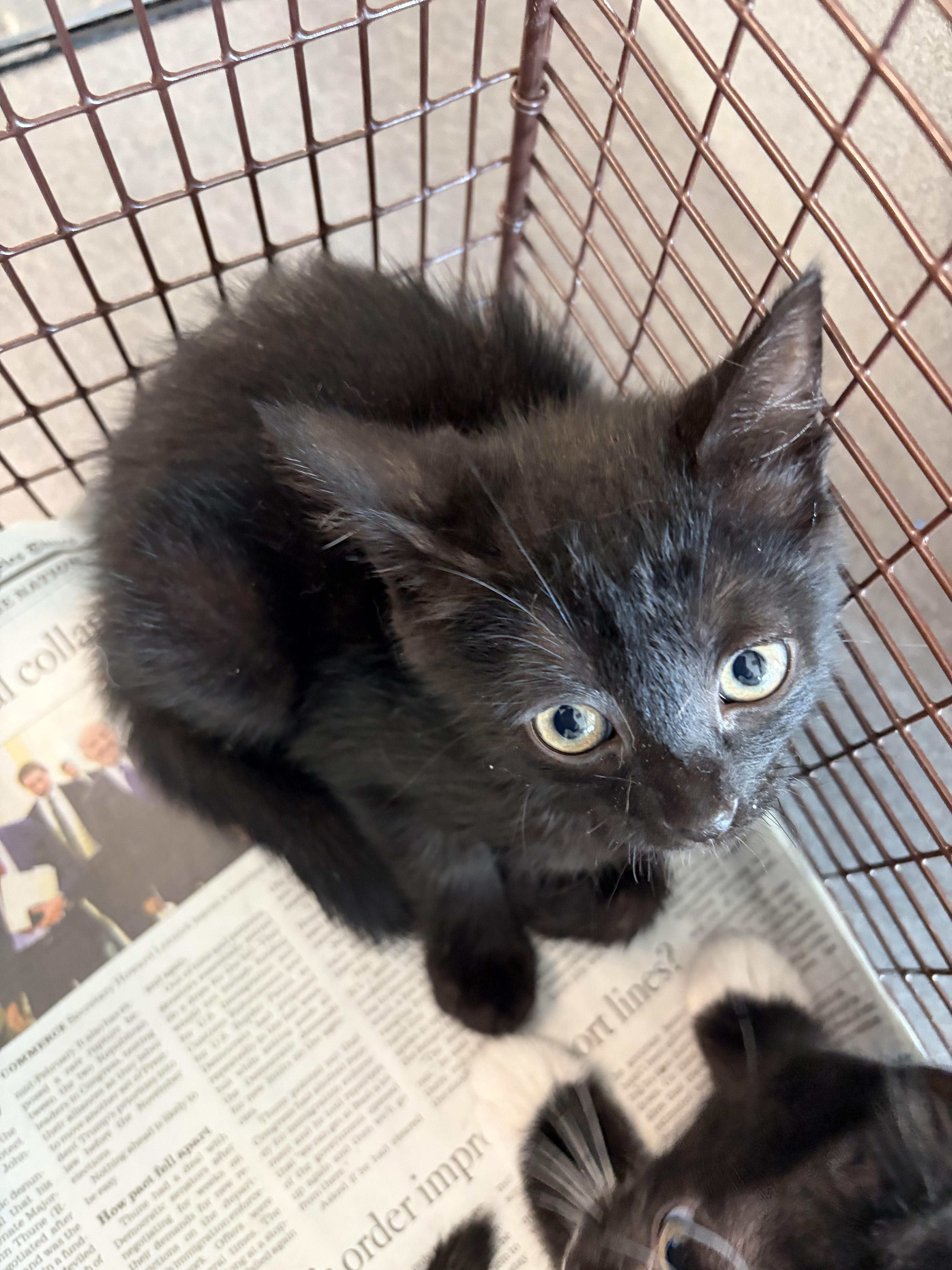 A baby small-sized female Domestic Short Hair cat named Nina for adoption in Los Angeles, CA