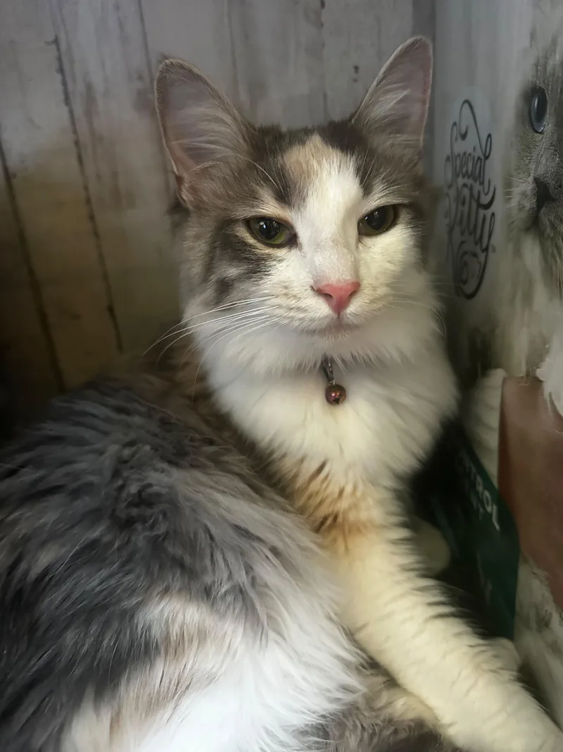 A young medium-sized female Tabby (Gray / Blue / Silver) Domestic Medium Hair cat named Sasha for adoption in Frostproof, FL
