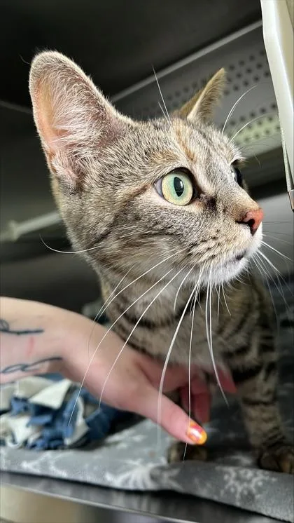 An adult medium-sized female Domestic Short Hair cat named Ziggy for adoption in Columbus, IN