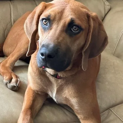 A young medium-sized male Red / Chestnut / Orange Redbone Coonhound dog named Archie for adoption in Lakeville, MN
