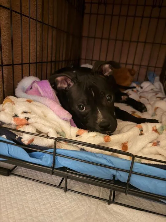 A baby medium-sized male Black Mixed Breed dog named Freddy for adoption in New York, NY