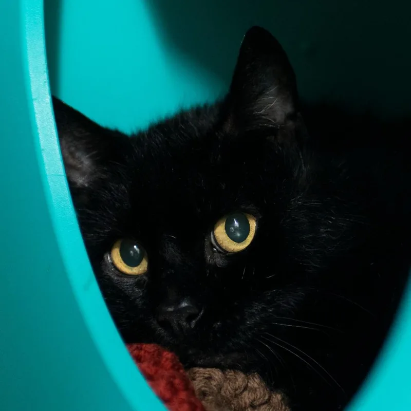 A senior large-sized male Black Domestic Short Hair cat named Poppy for adoption in Middletown, RI