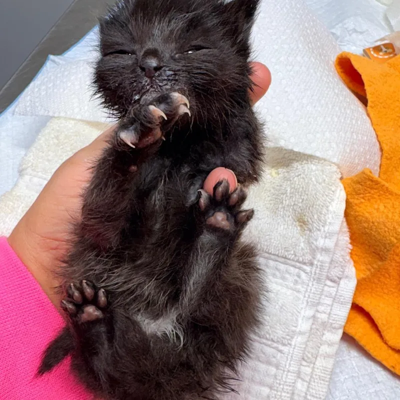 A baby small-sized female Black Domestic Short Hair cat named Purrcilla for adoption in Brevard, NC