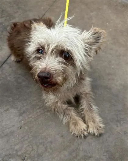 An adult small-sized female Yorkshire Terrier dog named Sally for adoption in Morton Grove, IL