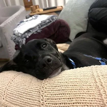 An adult medium-sized male Mixed Breed dog named Ink for adoption in Washington, DC