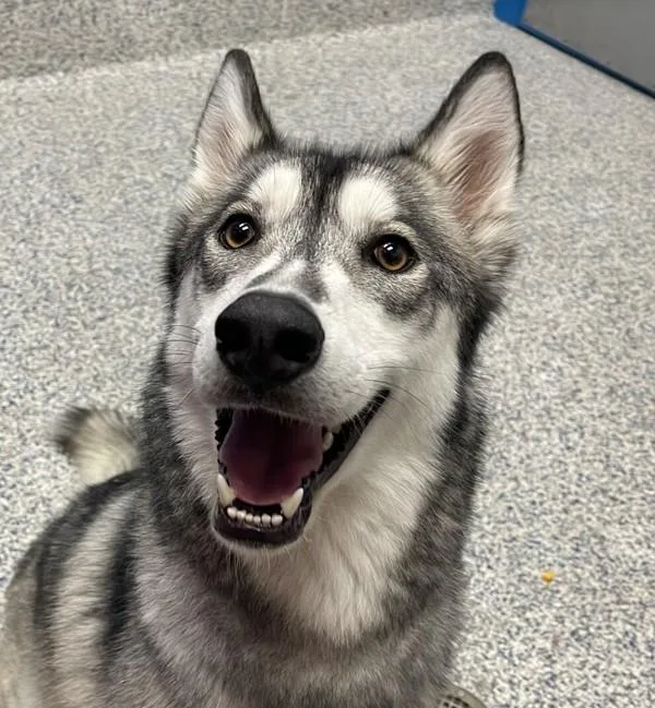 Balto
