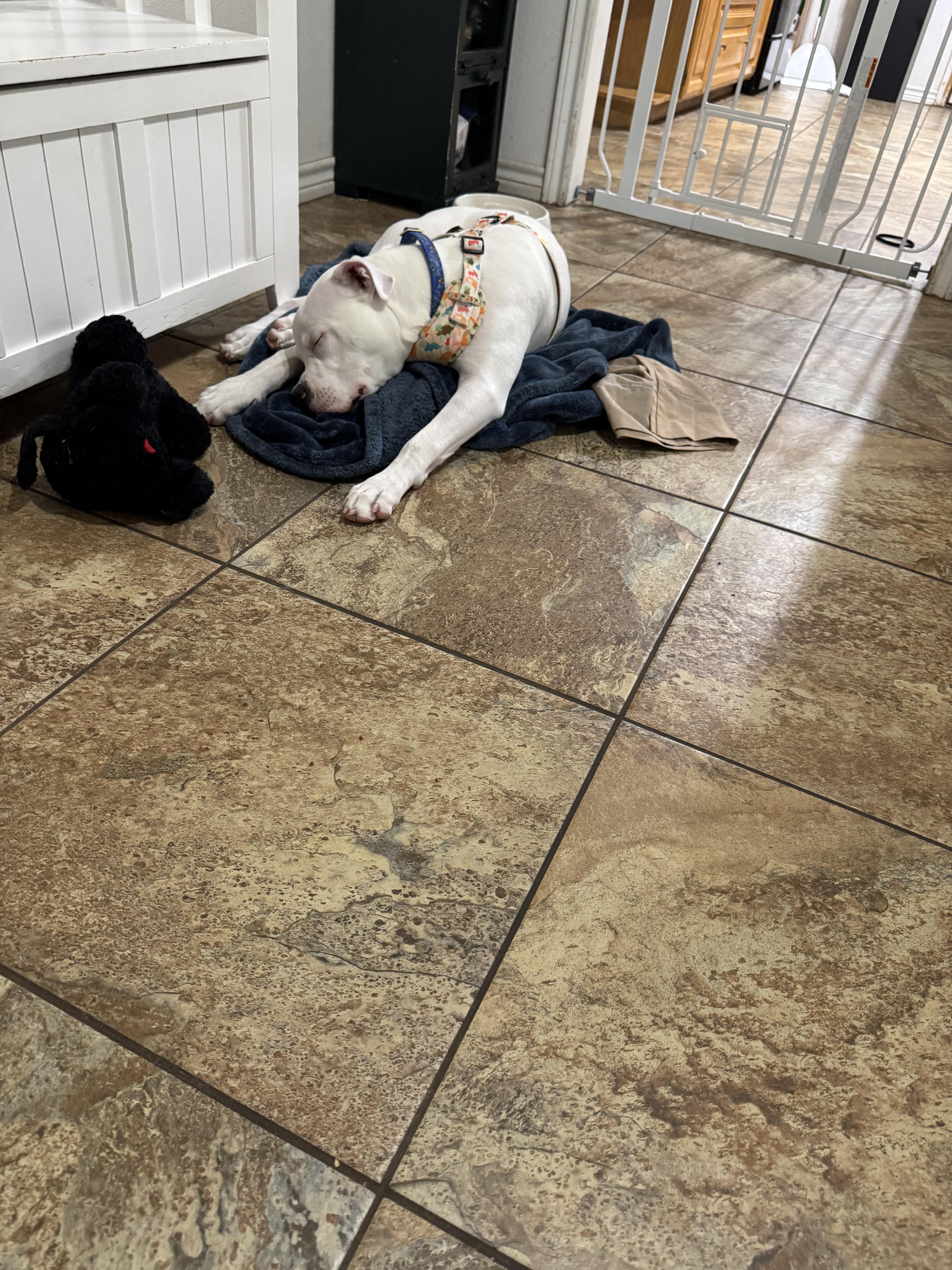 A baby large-sized male White / Cream Pit Bull Terrier dog named Mozzarella for adoption in Crowley, TX