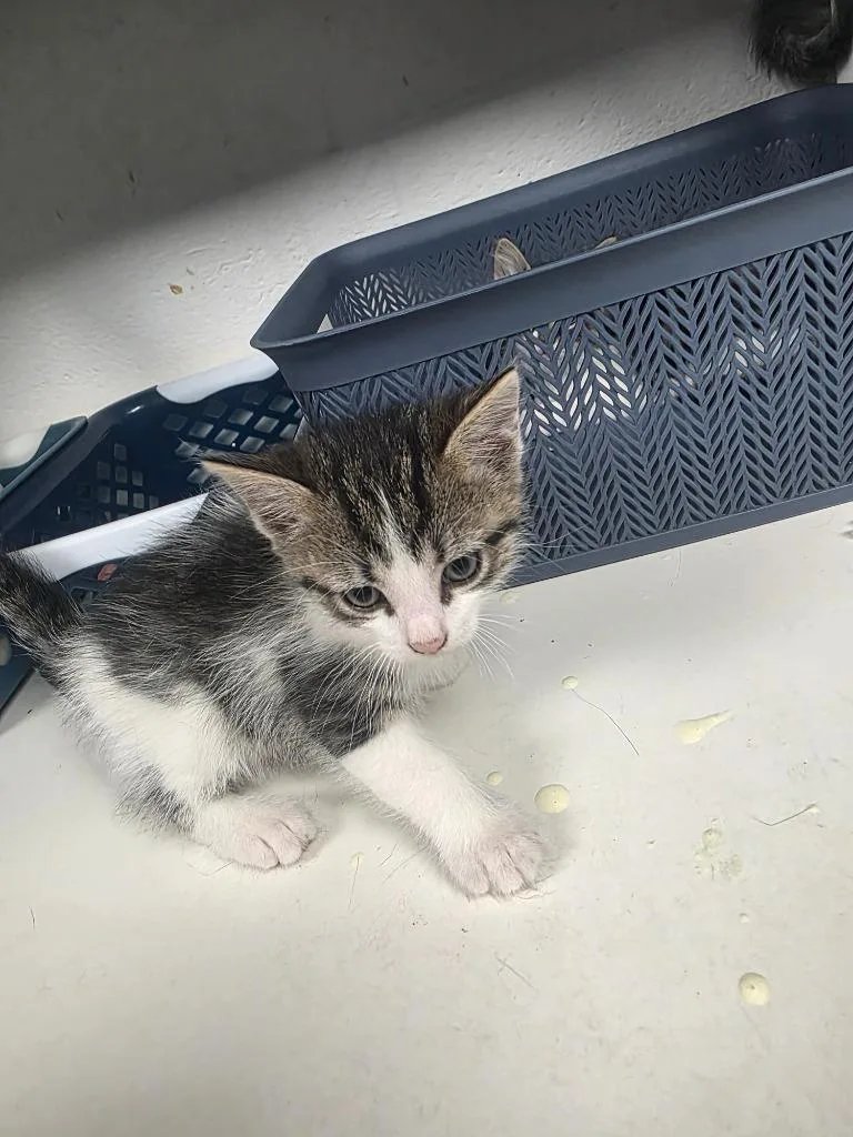 A baby medium-sized male Domestic Short Hair cat named Leo for adoption in Troy, OH