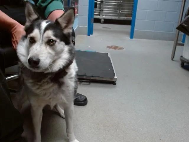 An adult medium-sized male Australian Cattle Dog / Blue Heeler dog named Quentin for adoption in Albuquerque, NM