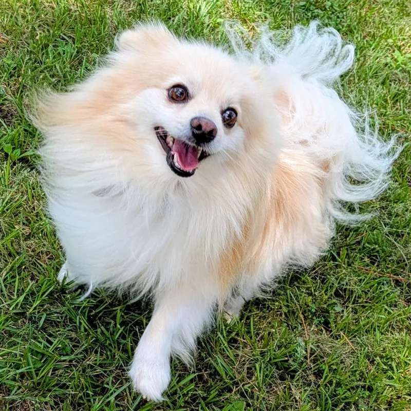 Chewy Spark