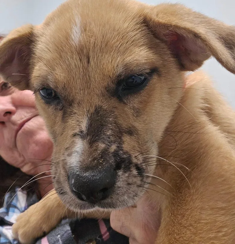 A baby large-sized female Rhodesian Ridgeback dog named Adelaide for adoption in Spring, TX
