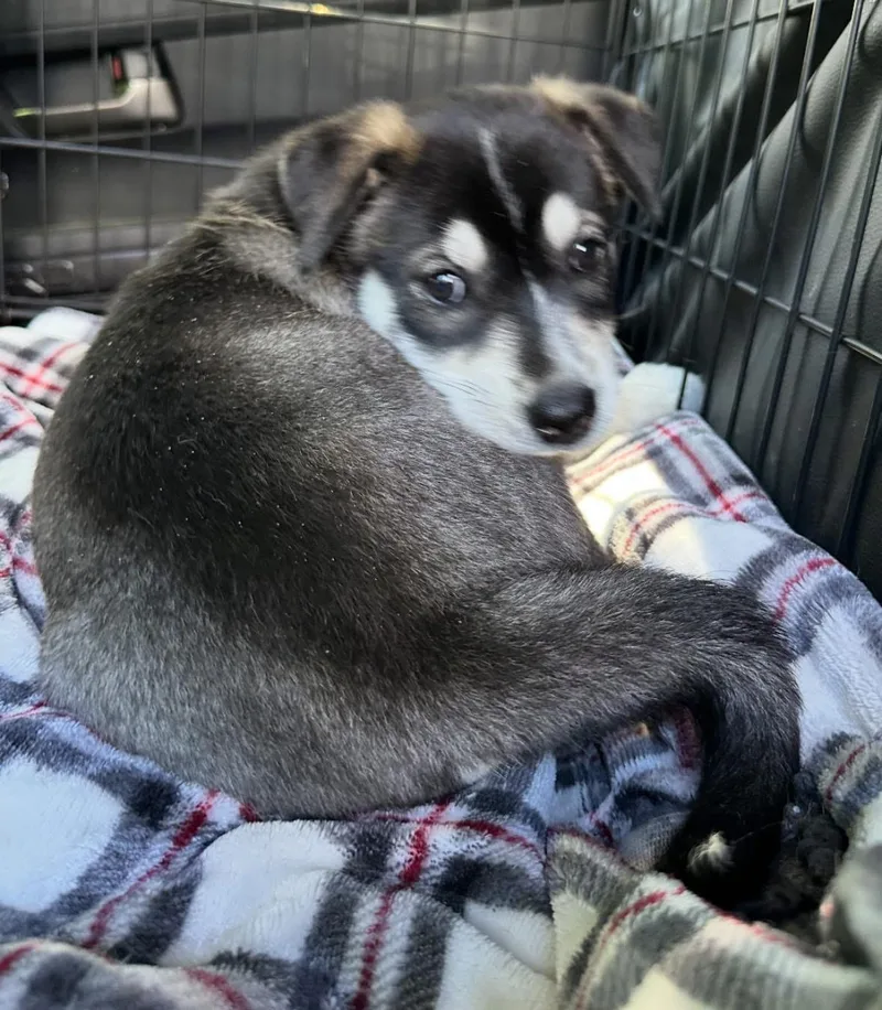 A baby medium-sized female Husky dog named Mia for adoption in Alexander, AR
