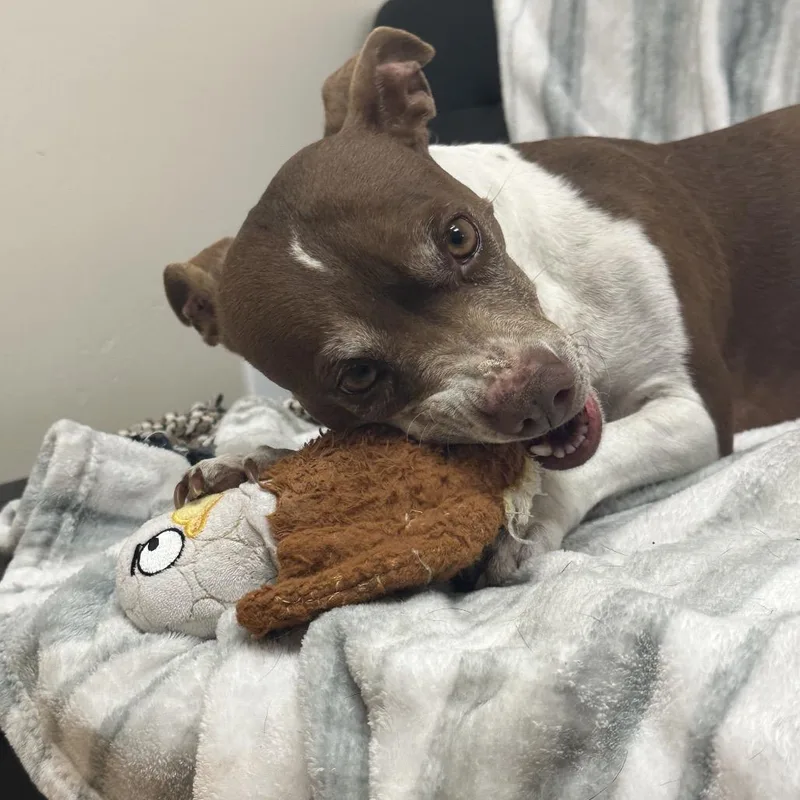 A senior medium-sized female Brown / Chocolate Pit Bull Terrier dog named Roxy for adoption in Santa Barbara, CA