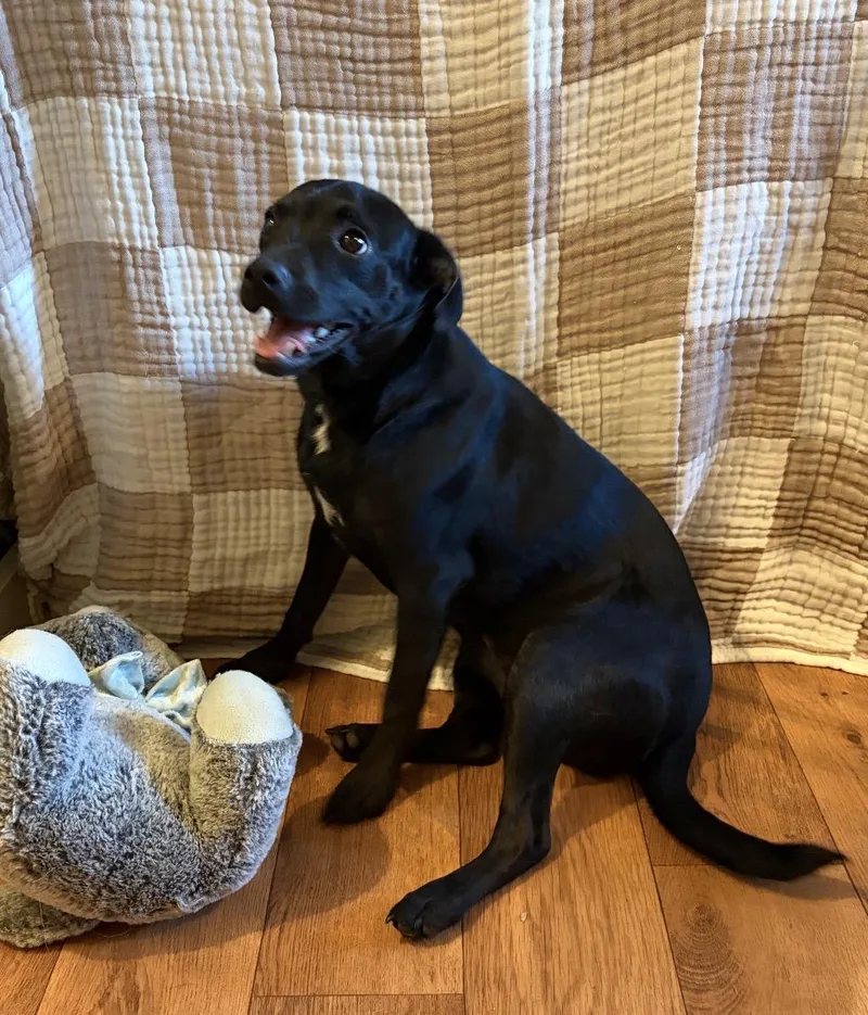 A baby small-sized female Black Chihuahua dog named Bug for adoption in Pontotoc, MS