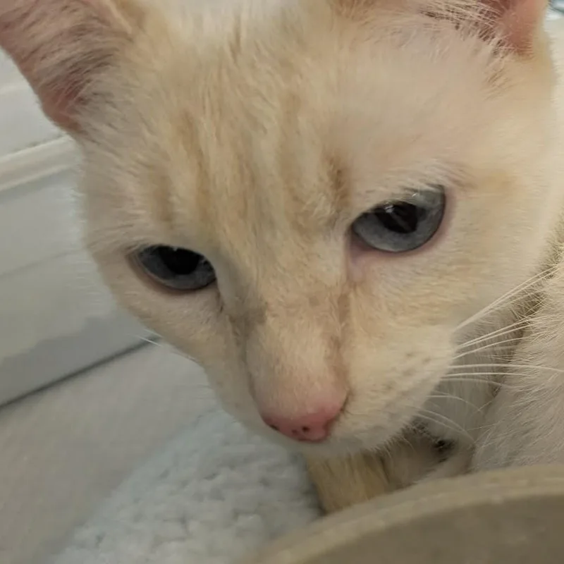 A young medium-sized female Cream Point Siamese cat named Blondie for adoption in Fairborn, OH