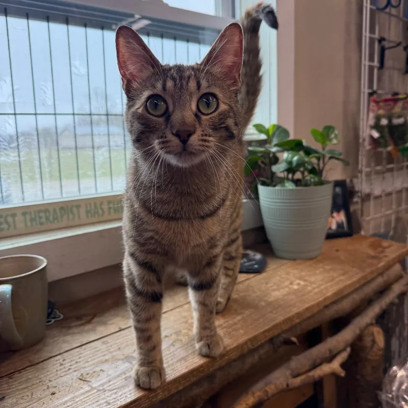 A young small-sized female Orange / Red Domestic Short Hair cat named Biscuit for adoption in Union City, PA