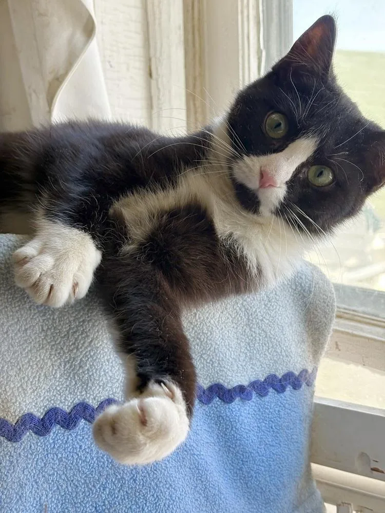 Veronica thumbnail 2