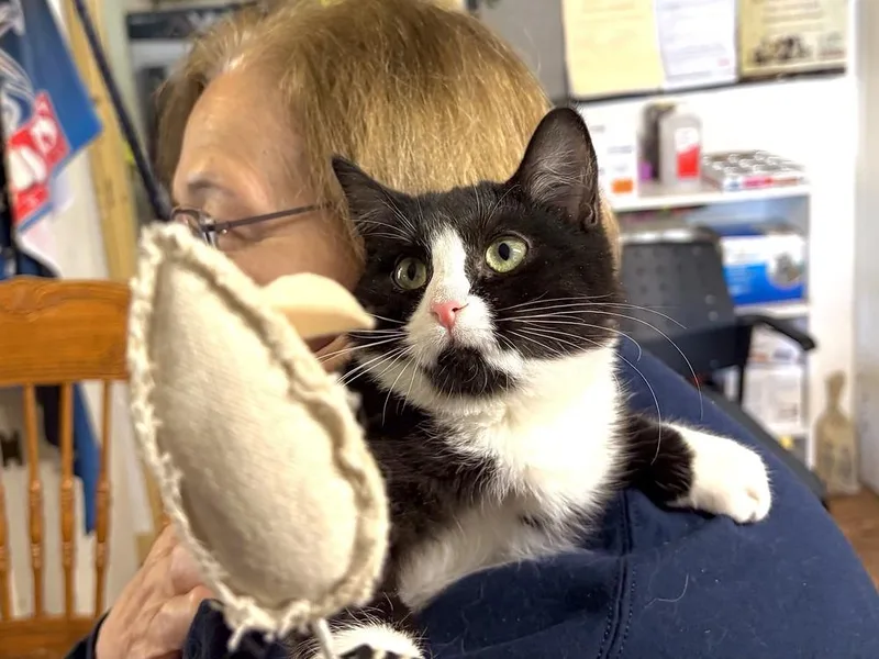 Veronica thumbnail 3