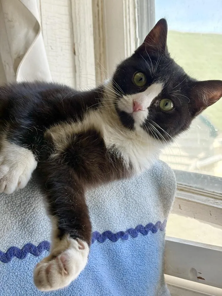 Veronica thumbnail 4