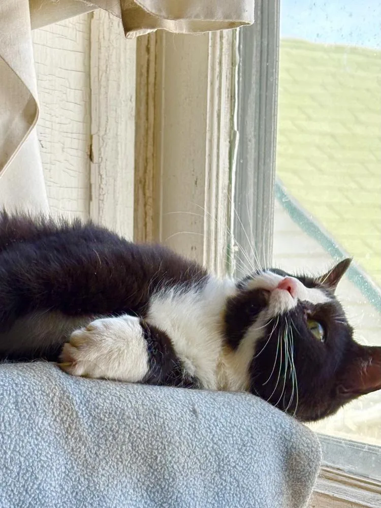 Veronica thumbnail 5