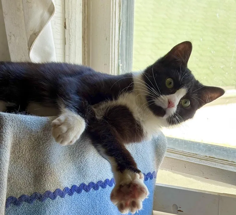 Veronica thumbnail 6