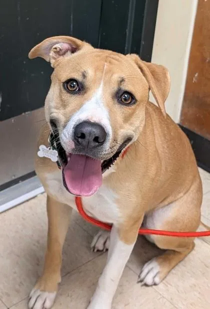 An adult large-sized female Labrador Retriever dog named Sassafrass for adoption in Burlington, WA