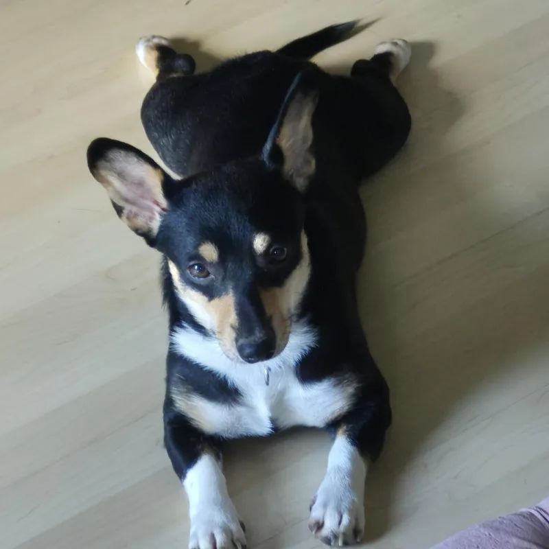 A young small-sized female Pembroke Welsh Corgi dog named Boots for adoption in Blue Springs, MO