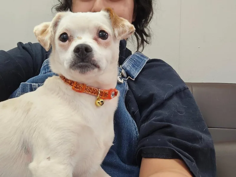 Marshmallow thumbnail 2