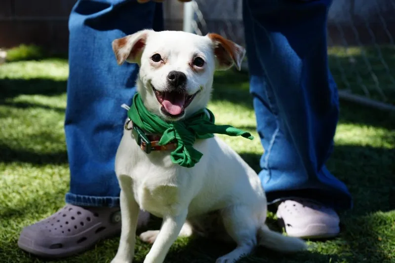 Marshmallow thumbnail 3