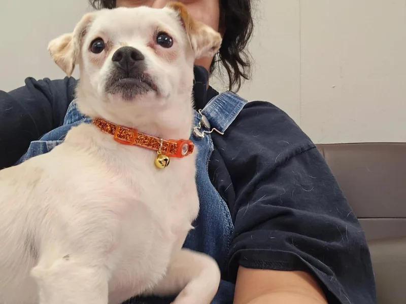 Marshmallow thumbnail 4