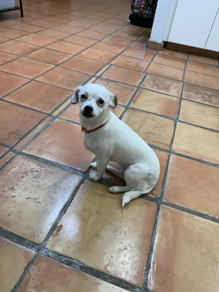 Marshmallow thumbnail 5