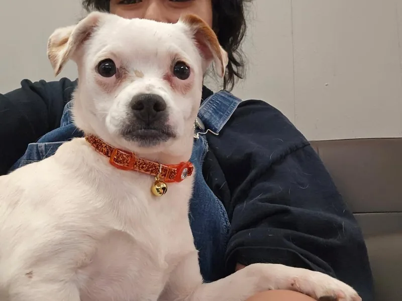 Marshmallow thumbnail 6