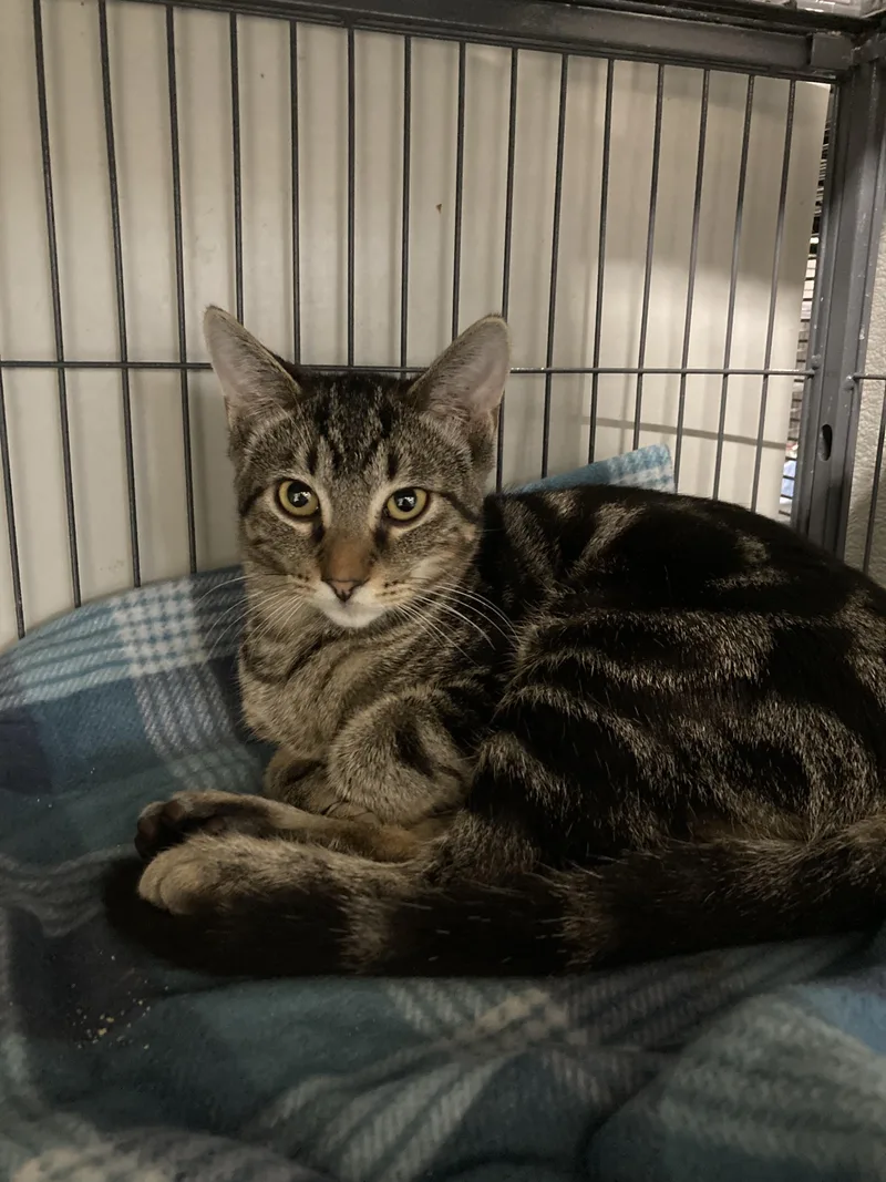A baby medium-sized male Tabby (Brown / Chocolate) Domestic Short Hair cat named Amtrak for adoption in Kankakee, IL