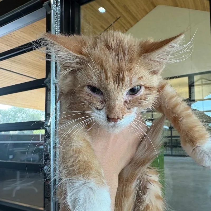 A baby small-sized male Orange / Red Domestic Medium Hair cat named Scallop for adoption in Leander, TX