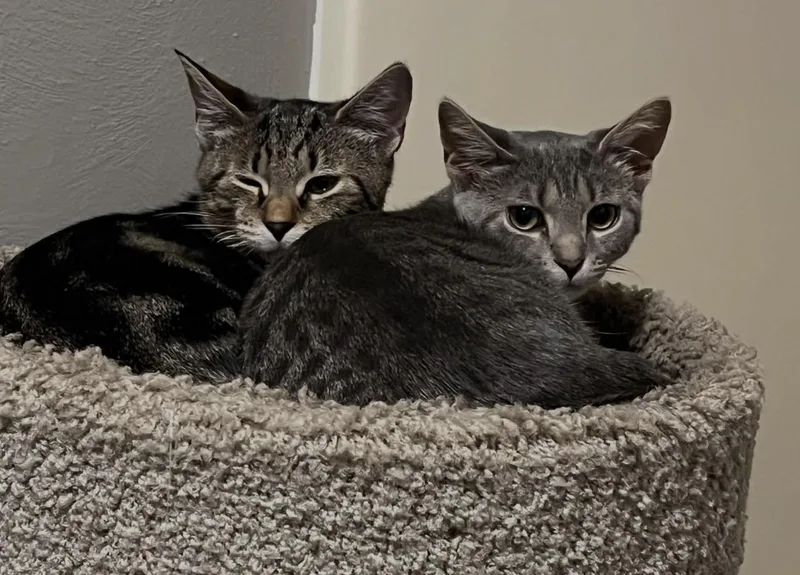 A baby small-sized male Tabby cat named Parkour and Platinum for adoption in New Kensington, PA