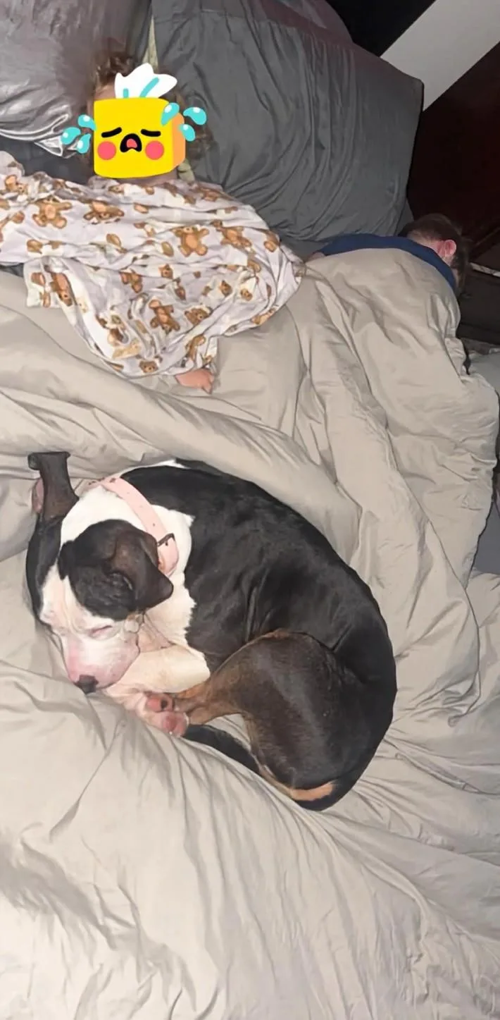 A young medium-sized female White / Cream Staffordshire Bull Terrier dog named Harley for adoption in Maryville, TN