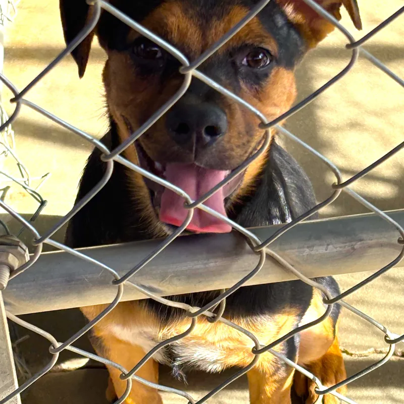 A young medium-sized female Brown / Chocolate Pug dog named Daisy May for adoption in Joshua Tree, CA