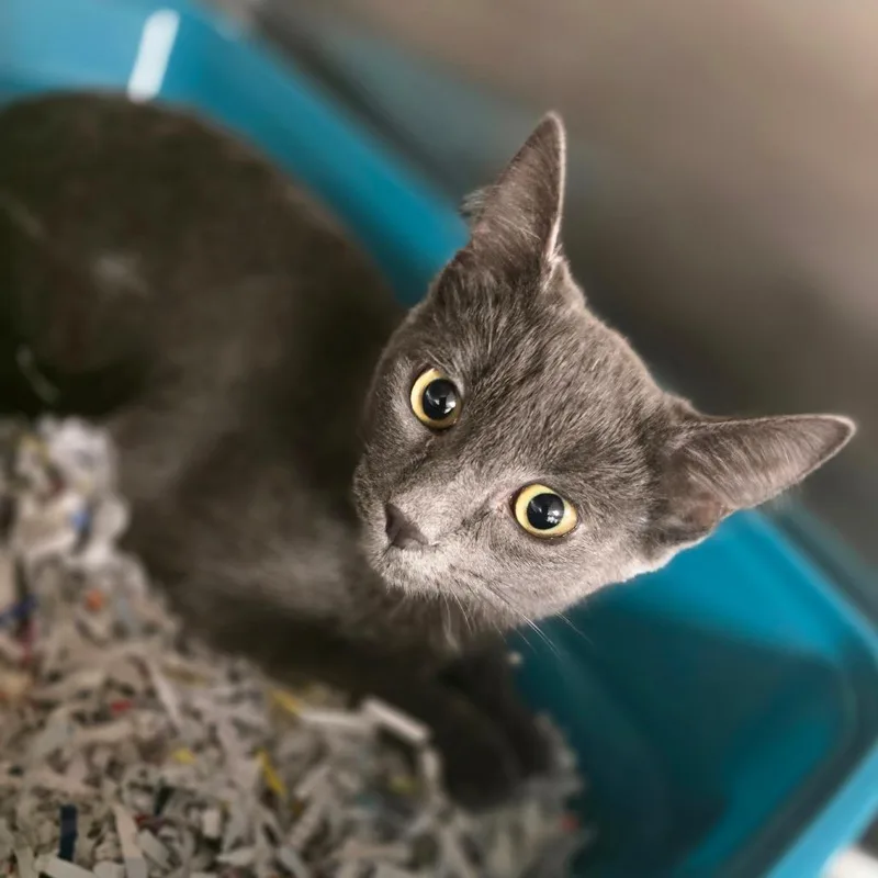 A baby small-sized female Russian Blue cat named S'more for adoption in Waldorf, MD