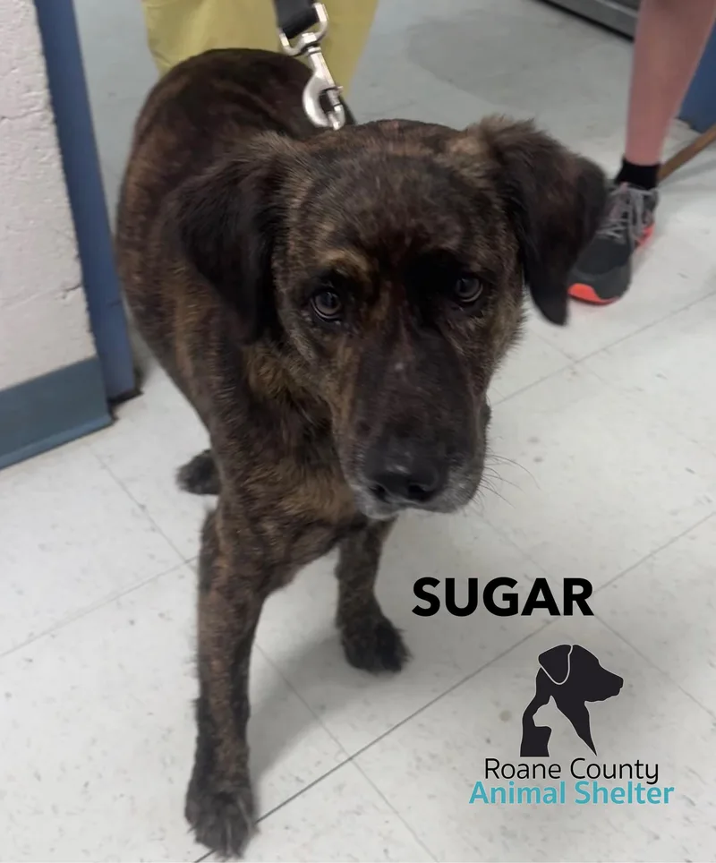 An adult medium-sized female Cocker Spaniel dog named Sugar for adoption in Rockwood, TN