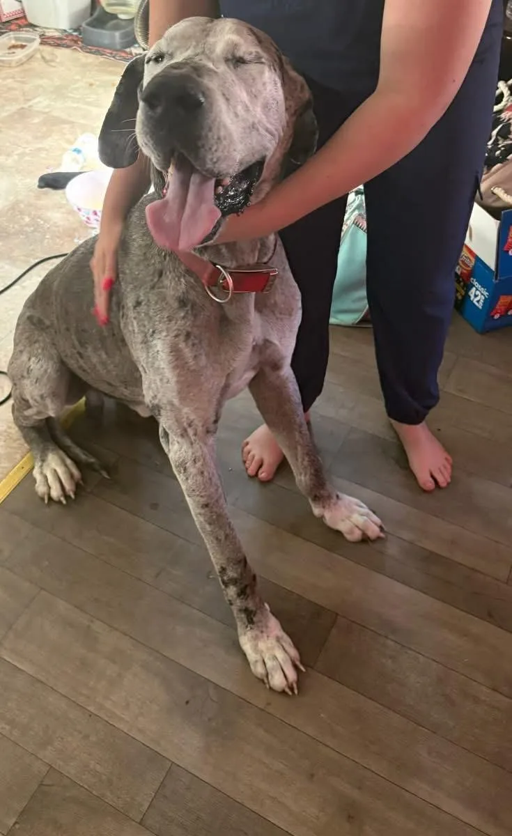 An adult extra large-sized male Merle (Blue) Great Dane dog named Moose for adoption in Woodbury, NJ