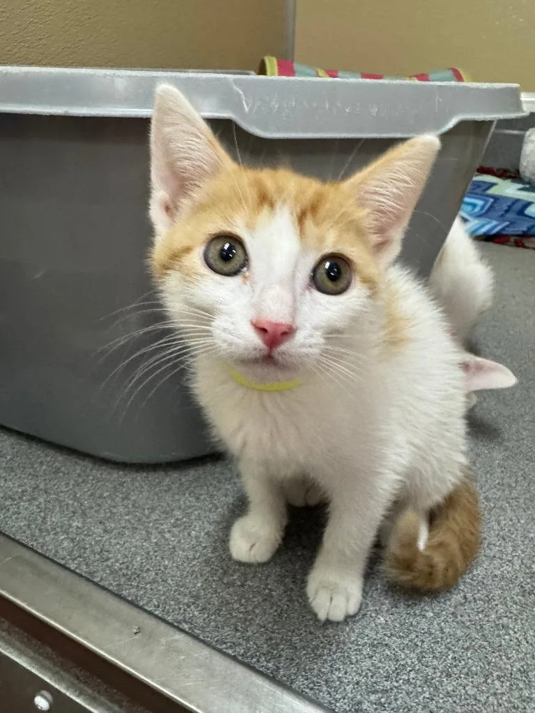 A baby medium-sized female Orange & White Domestic Short Hair cat named Schottische for adoption in Tomah, WI