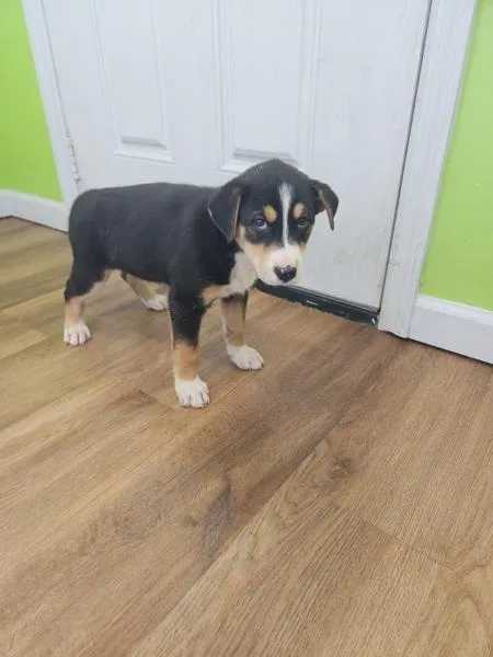 Mocha