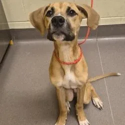 A baby medium-sized male Yellow / Tan / Blond / Fawn Boxer dog named Blaze for adoption in Norman, OK