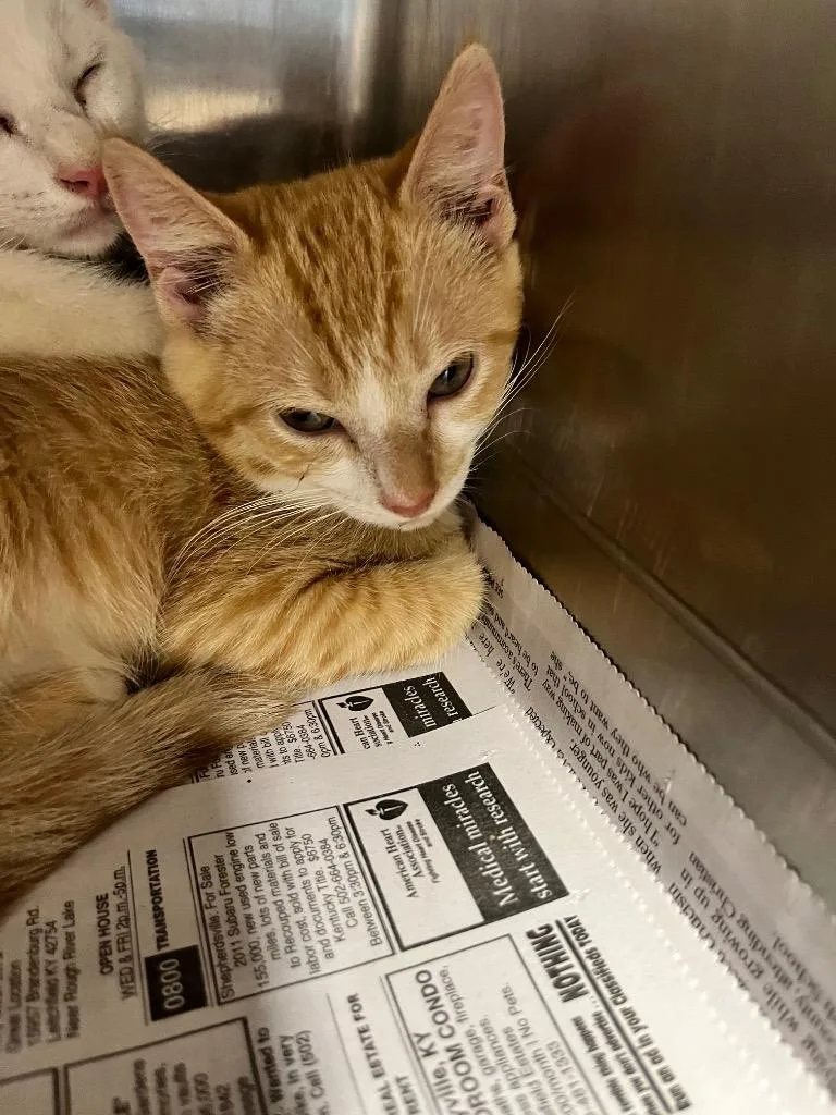 A baby medium-sized male Domestic Short Hair cat named Marigold for adoption in Hopkinsville, KY